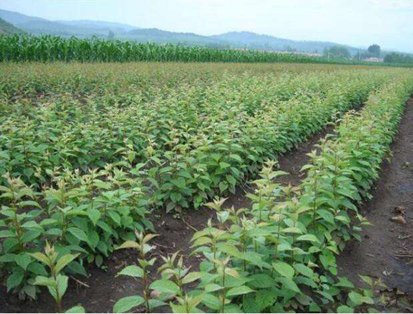 櫻桃樹(shù)扦插苗