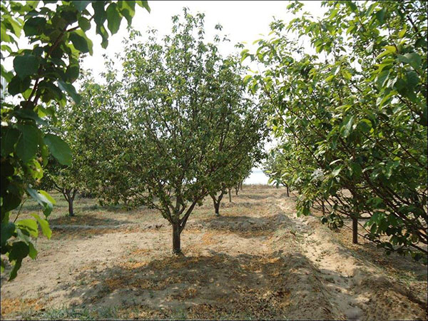 八棱海棠樹(shù)