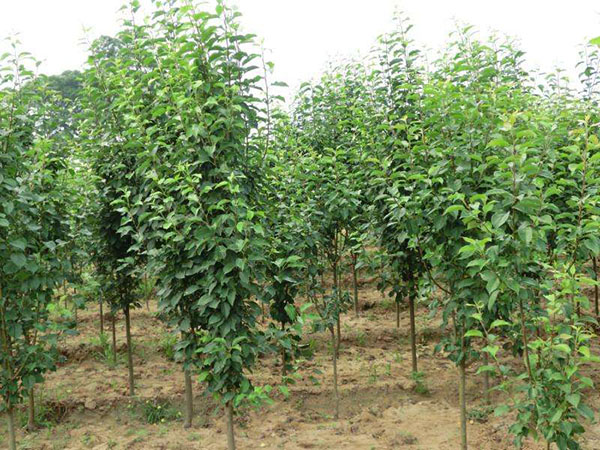 八棱海棠樹(shù)苗