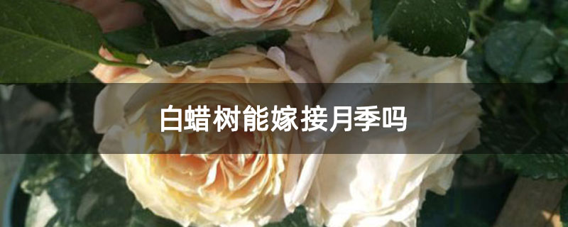 白蠟樹能嫁接月季嗎