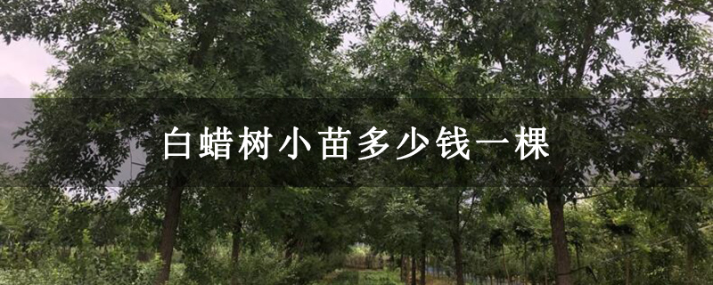 白蠟樹小苗多少錢一棵