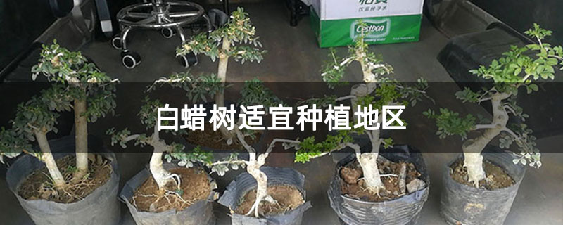 白蠟樹適宜種植地區(qū)