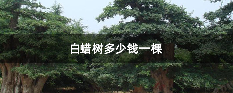 白蠟樹(shù)多少錢一棵