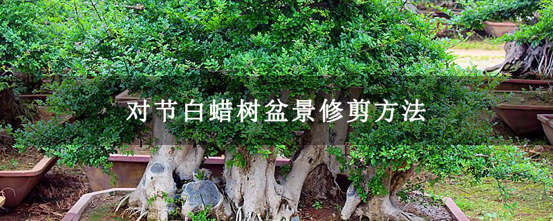 對節(jié)白蠟樹盆景修剪方法