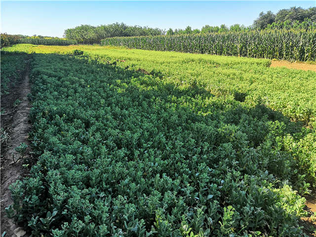 沭陽(yáng)長(zhǎng)景園林八寶景天種植基地實(shí)拍圖片