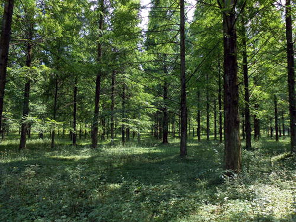 江蘇水杉基地實拍圖片