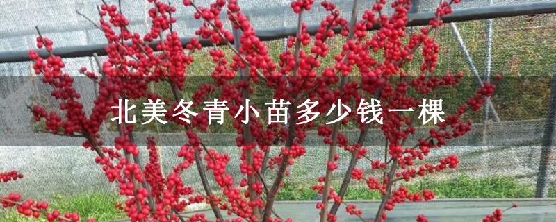 北美冬青小苗多少錢一棵