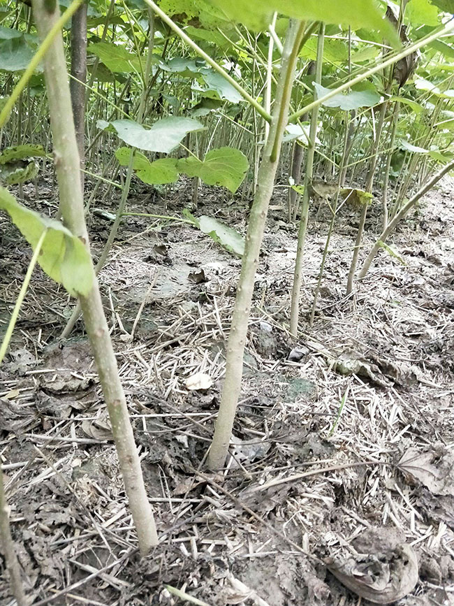 楸樹(shù)小苗價(jià)格多少錢一棵?2020年最新楸樹(shù)小苗價(jià)格