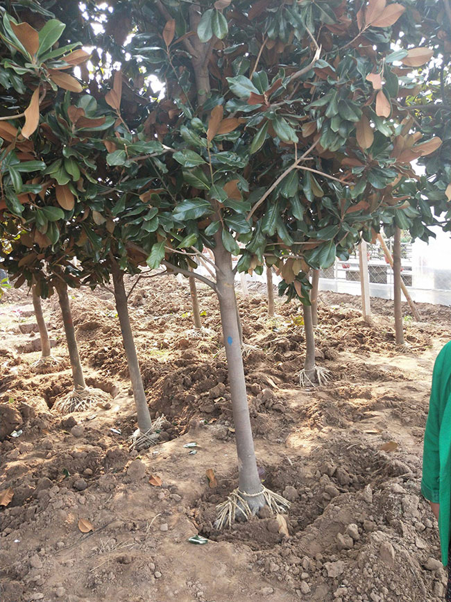 廣玉蘭小苗價(jià)格多少錢一棵?廣玉蘭如何種植?