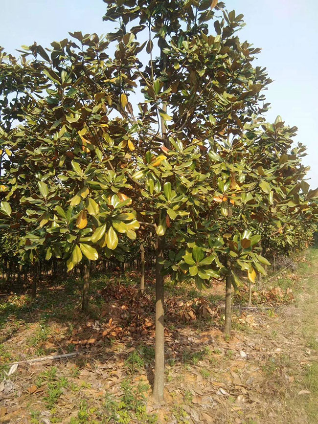 廣玉蘭小苗價(jià)格多少錢一棵?廣玉蘭如何種植?