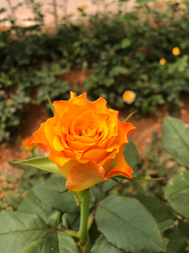 玫瑰幾月種植?玫瑰花的最佳種植時(shí)間