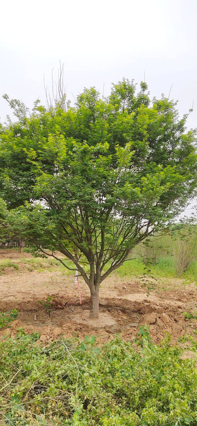 雞爪槭多少錢一棵?2020年雞爪槭價(jià)格最新價(jià)格