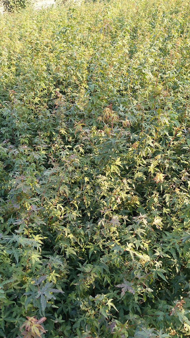 雞爪槭栽培養(yǎng)護(hù)要點(diǎn)，你都知道嗎？