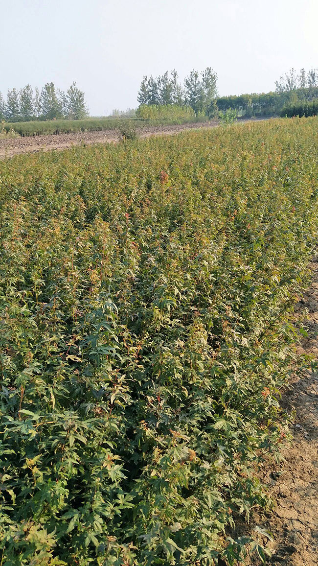 雞爪槭苗價(jià)格多少錢一棵?2020年雞爪槭最新價(jià)格