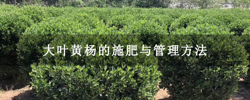 大葉黃楊的施肥與管理方法