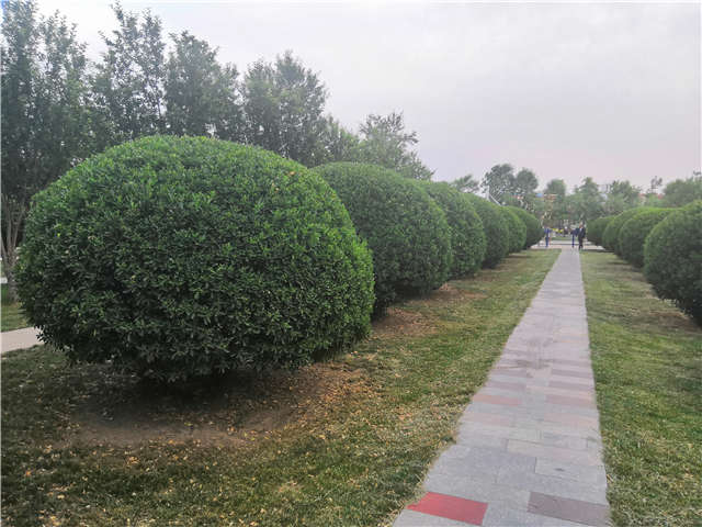 沭陽長景園林供應的大葉黃楊球實拍圖片