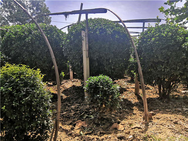 沭陽長景園林供應的大葉黃楊球實拍圖片