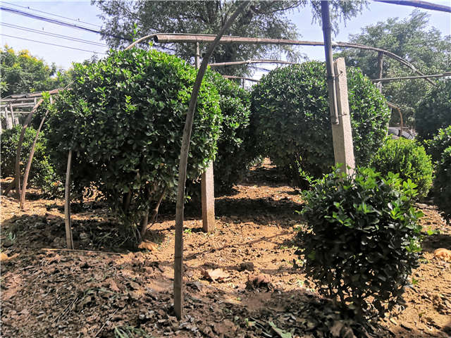 沭陽長景園林供應(yīng)的大葉黃楊球?qū)嵟膱D片