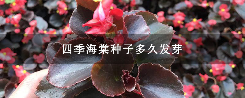 四季海棠種子多久發(fā)芽