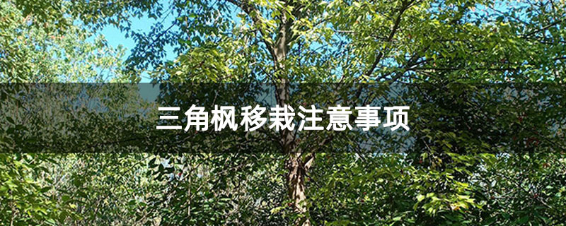 三角楓移栽注意事項(xiàng)