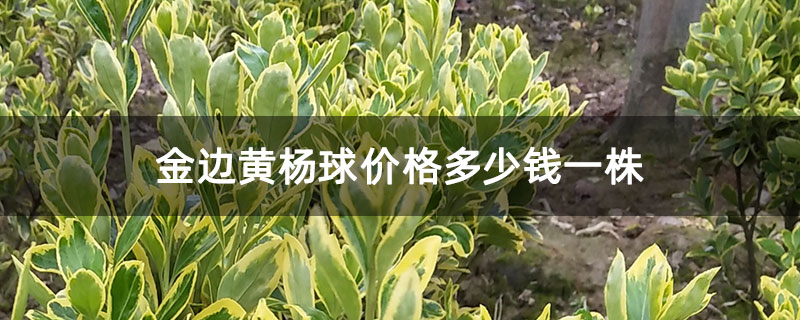 金邊黃楊球價(jià)格多少錢一株