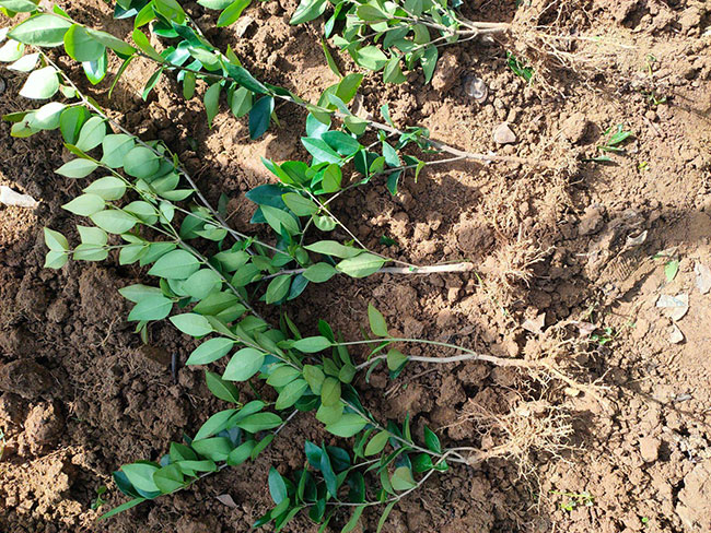 黃楊多少錢一棵?2020年黃楊價(jià)格最新價(jià)格