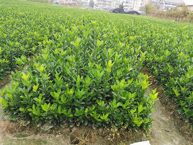 黃楊多少錢一棵?2020年黃楊價(jià)格最新價(jià)格