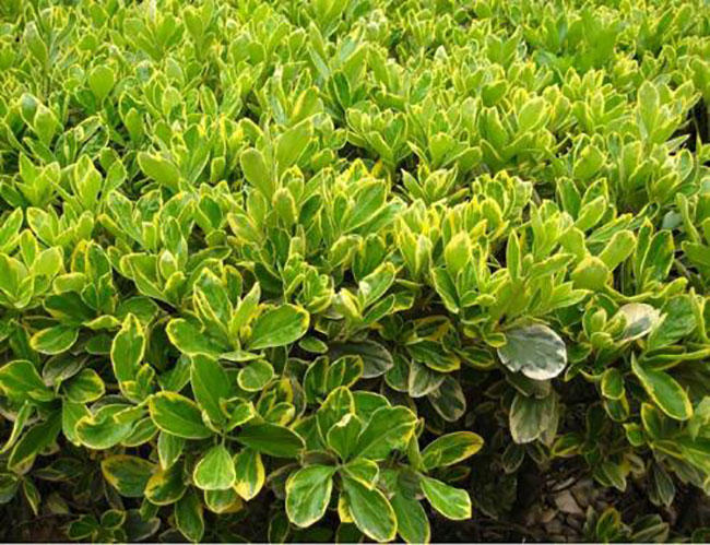 金邊黃楊怎么養(yǎng)?金邊黃楊養(yǎng)殖方法和注意事項