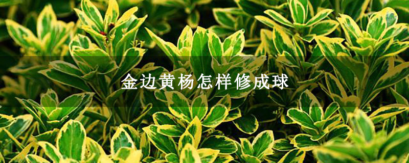 金邊黃楊怎樣修成球