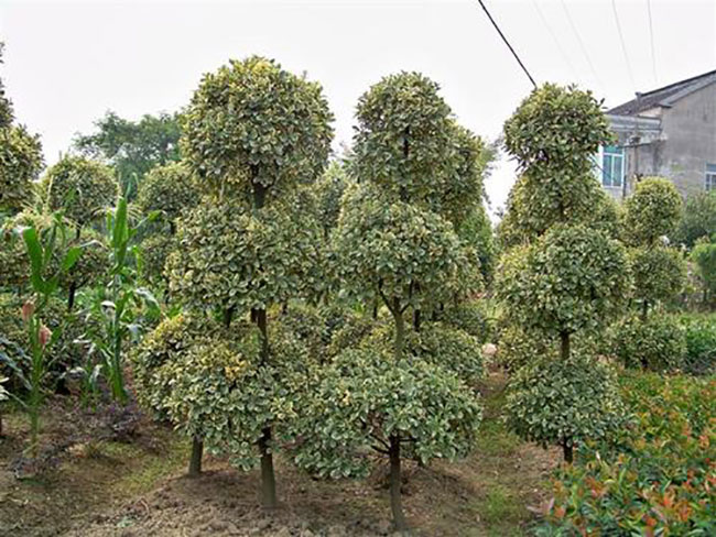 金邊黃楊怎么養(yǎng)?金邊黃楊養(yǎng)殖方法和注意事項