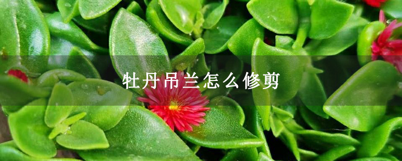 牡丹吊蘭怎么修剪