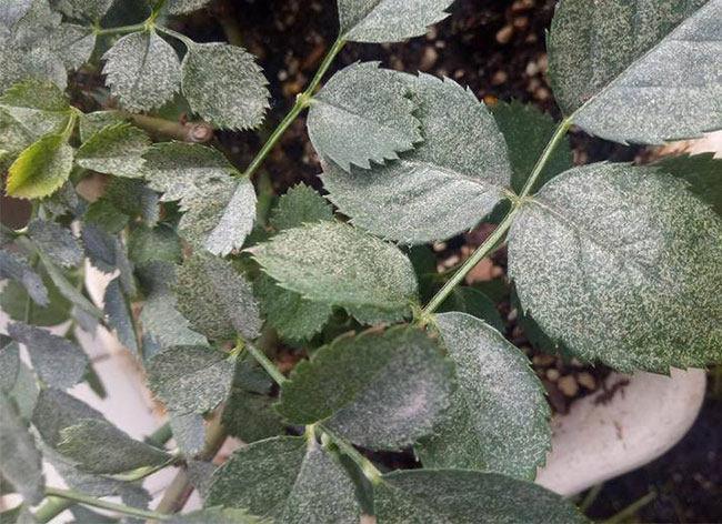 月季紅蜘蛛怎么防治？