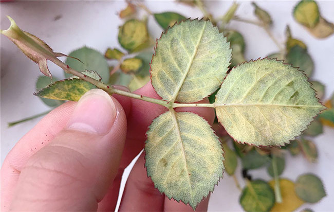 月季紅蜘蛛怎么防治？