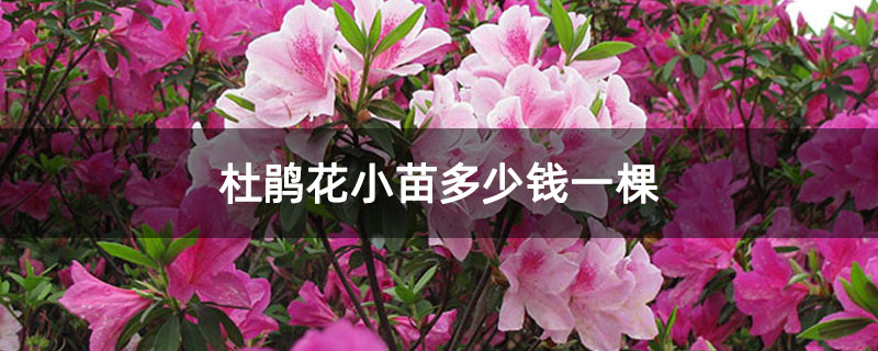 杜鵑花小苗多少錢一棵