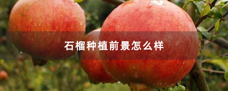 石榴種植前景怎么樣