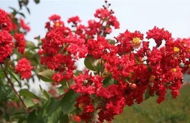 紫薇種子什么時(shí)候種?紫薇種子的播種方法