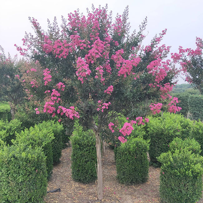 紫薇種子什么時(shí)候種?紫薇種子的播種方法