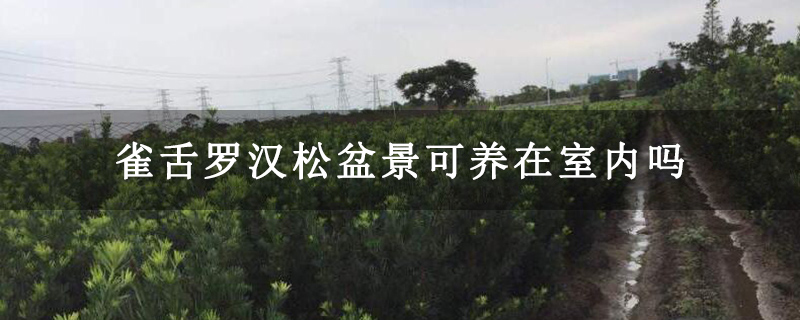 雀舌羅漢松盆景可養(yǎng)在室內(nèi)嗎