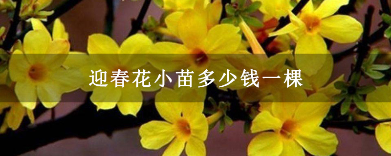 迎春花小苗多少錢一棵