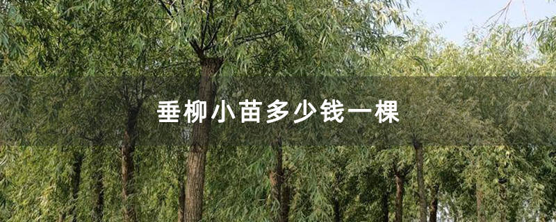 垂柳小苗多少錢一棵