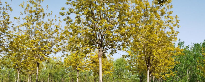 5公分金葉白蠟價格多少錢一棵 5公分金葉白蠟價格多少錢一棵？苗圃供應5~12公分金葉白蠟樹苗，樹形美觀，樹姿漂亮，枝葉茂盛，生長旺盛，它根系發(fā)達，移栽成活了高。原產(chǎn)地供應直銷金葉白蠟的價格低于市場，5公分金葉白蠟價格180元一棵。本文主要介紹金葉白蠟價格、種植、園林用途等內容，如果您需要采購金葉白蠟，可以到文章下方咨詢花木網(wǎng)商家。 金葉白蠟屬于彩葉樹種之一，市場上米徑為8厘米價格為240-270元左右，河北金葉白蠟米徑為6厘米價格為80-85元左右，擁有很強的適應能力，特點是抗寒冷、干旱、鹽堿。從花木網(wǎng)了解到，5公分金葉白蠟價格180元一棵，地徑2公分金葉白蠟價格10元一棵，4公分金葉白蠟價格96元一棵。注：金葉白蠟的價格受到行情和規(guī)格的影響，有上下浮動，供參考，有需要采購的朋友可以咨詢商家獲取實時報價。 金葉白蠟的園林價值有哪些 1、金葉白蠟樹高10-15米，枝葉稠密，樹形優(yōu)美，嫩葉金黃，7月底以后，漸變?yōu)辄S綠色。植株的適應性很好，可以廣泛栽種于陽坡、山麓、溝谷、水邊、丘陵、平原地區(qū)。 2、金葉白蠟成片或者成排種植，極具詩情畫意，近看滿樹葉片金黃，金燦燦的很動人，遠看像金色的鑲邊，搭配其他苗木有畫龍點睛的作用。 3、金葉白蠟的萌發(fā)力強，材理通直，植株生長迅速，柔軟堅韌，樹形優(yōu)美，適合作風景樹、行道樹、庭蔭樹等，它的園林應用非常廣。