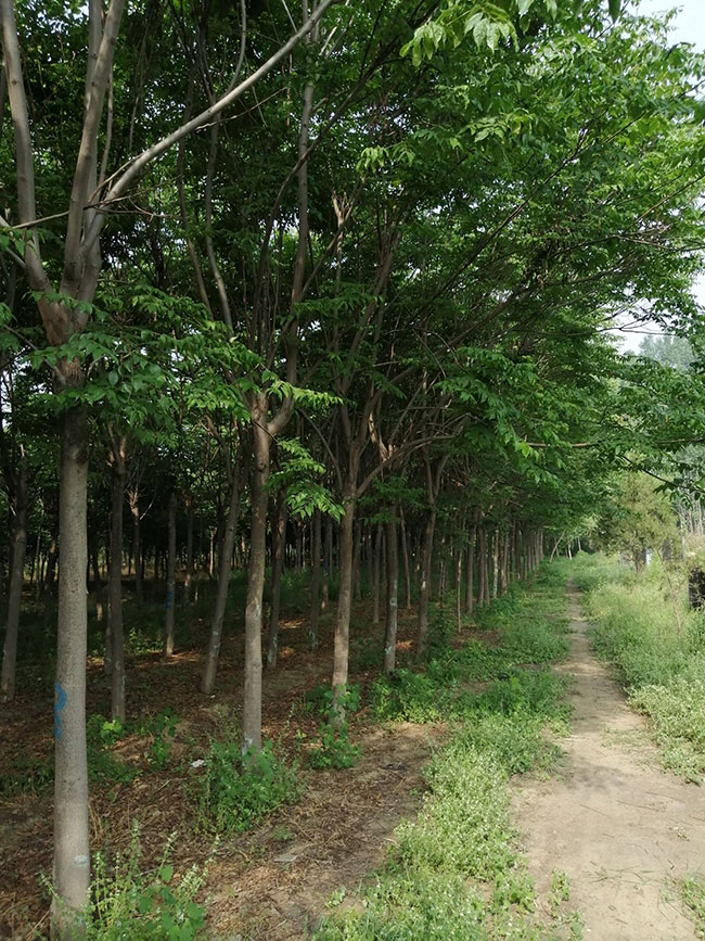 欒樹的產(chǎn)地是哪兒?欒樹介紹欒樹的特點(diǎn)