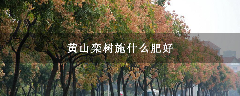 黃山欒樹施什么肥好