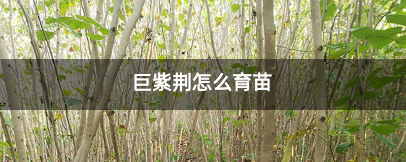 巨紫荊怎么育苗