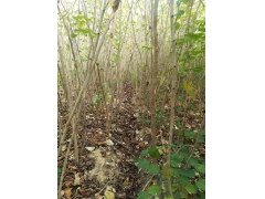 巨紫荊多少錢？巨紫荊價格最新市場預(yù)測