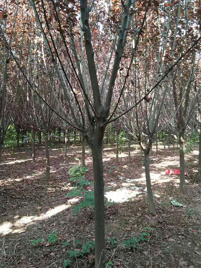 紅葉李樹苗多少錢一棵?2020年紅葉李樹苗價(jià)格最新價(jià)格