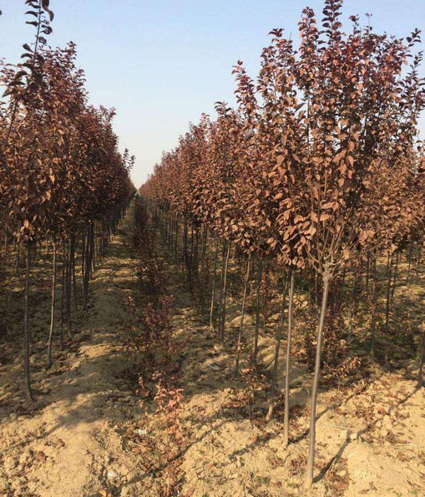 紅葉李基地實拍圖