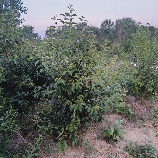 大葉女貞多少錢一棵?2020年大葉女貞價(jià)格最新行情預(yù)測(cè)