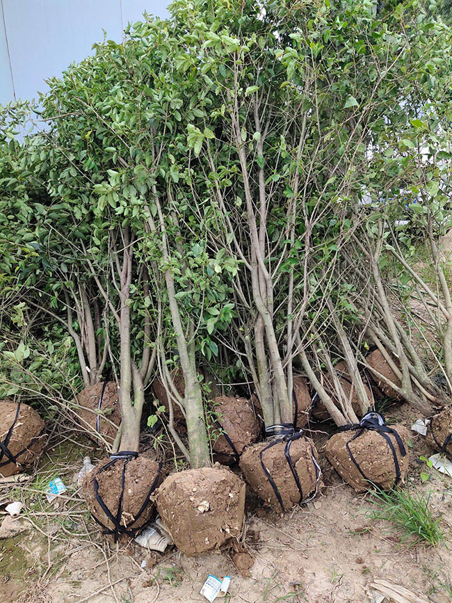 大葉女貞多少錢一棵?2020年大葉女貞價(jià)格最新行情預(yù)測(cè)