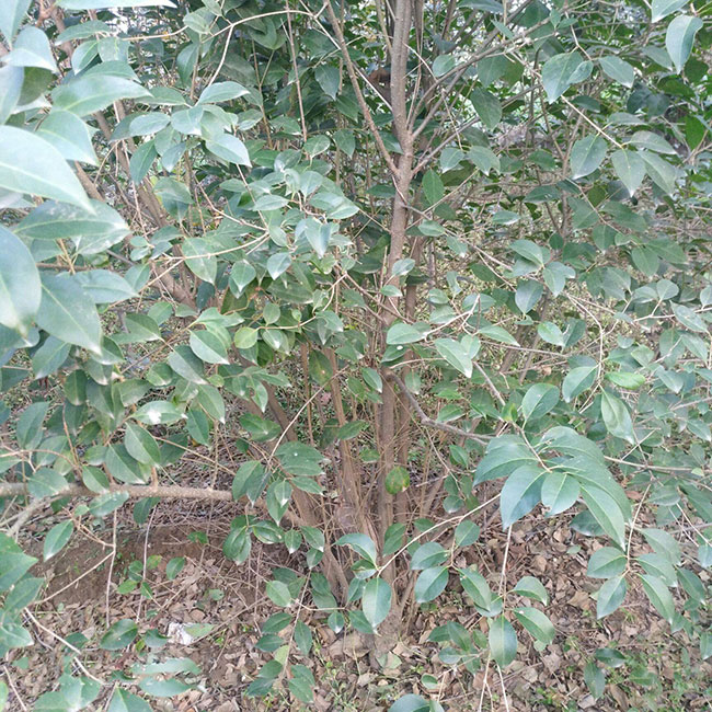 大葉女貞多少錢一棵?2020年大葉女貞價(jià)格最新行情預(yù)測(cè)